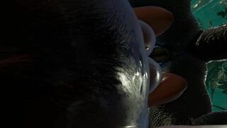 WILD LIFE Lizzard Carboc and Maya