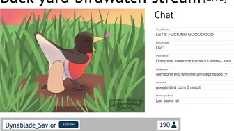 Back yard birdwatch stream [Dynablade_Savior]