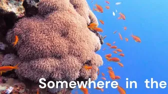 Fuck the Fur : Attack the Shark (secondlife)