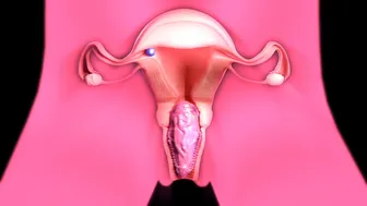 2B can’t hold it in – breeding and birthing (Xray ver)