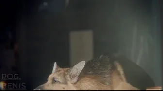 Dog days