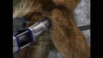 Ass Cam 1 Taurin Fox